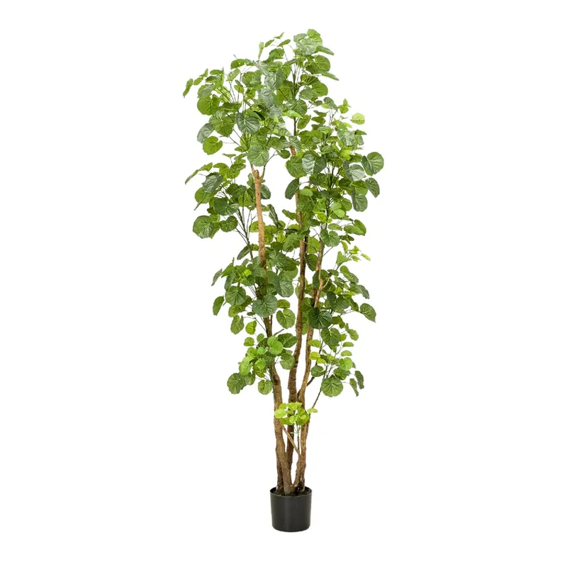 Árbol Aralia Decoplanta