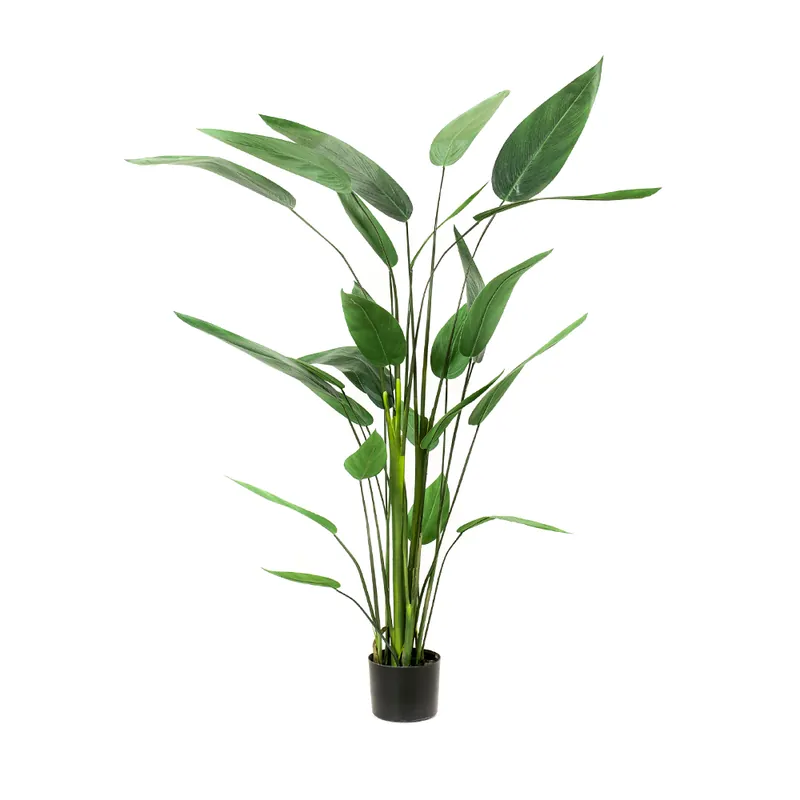 Árbol Heliconia Decoplanta