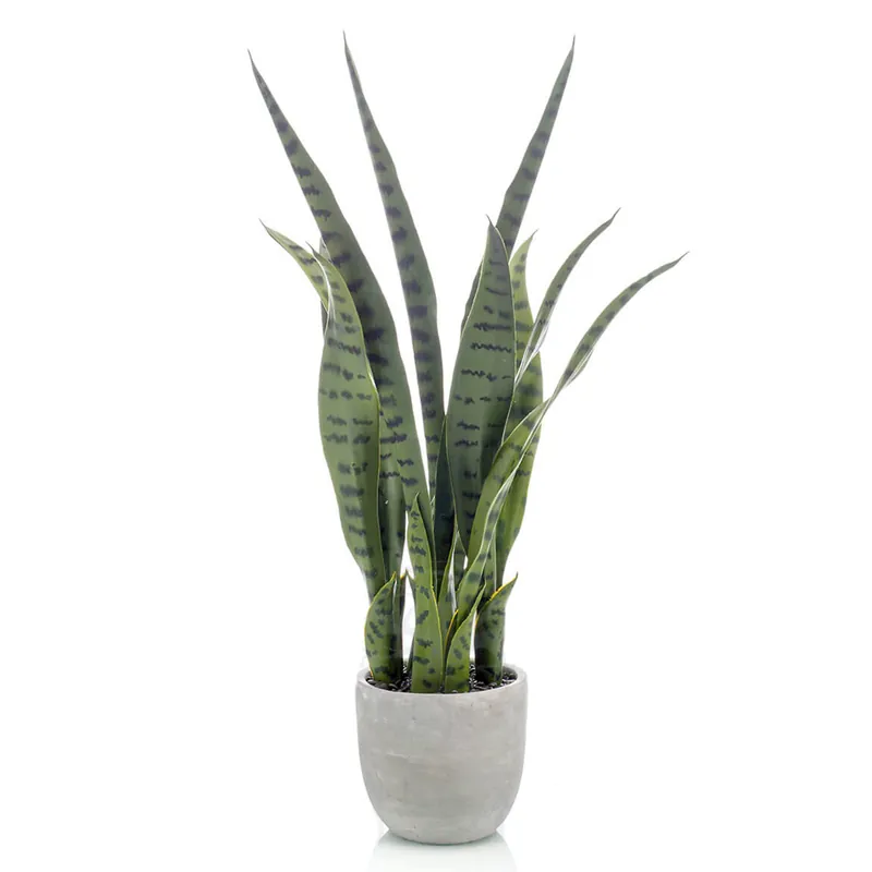 Planta Sansevieria Decoplanta