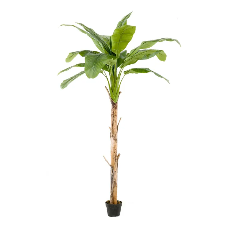 Árbol Platanero Decoplanta