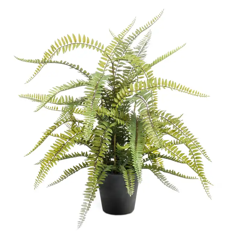 Planta Helecho Boston Decoplanta