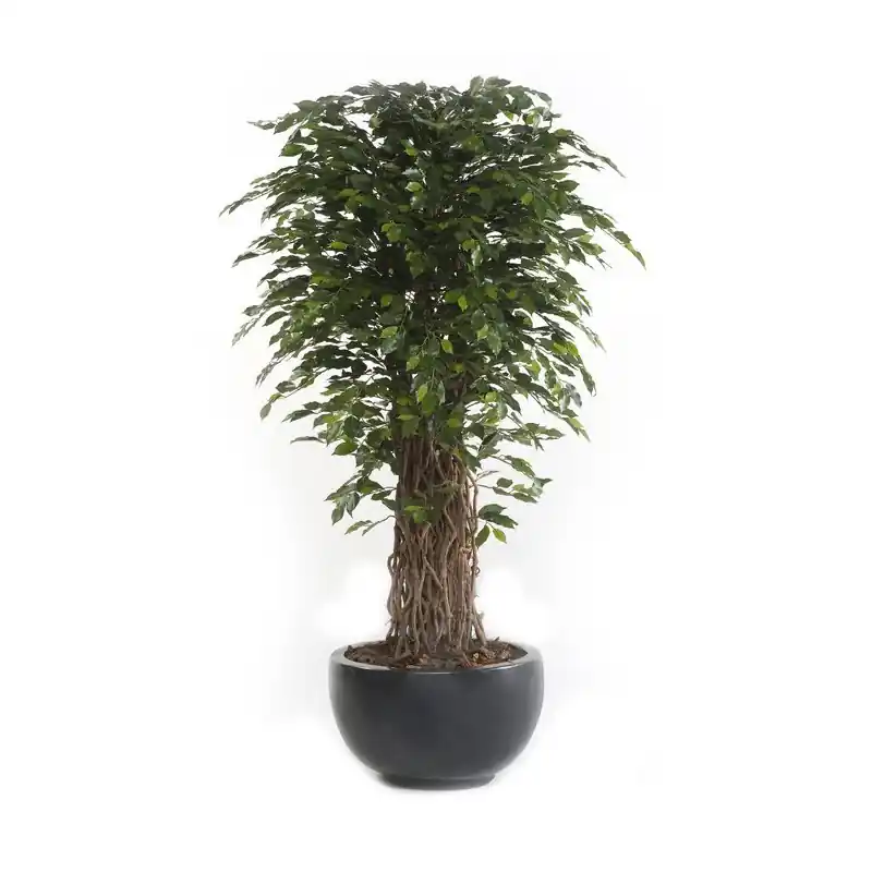 Árbol Ficus Deluxe Decoplanta