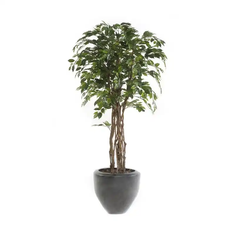 Árbol Ficus Eco Decoplanta