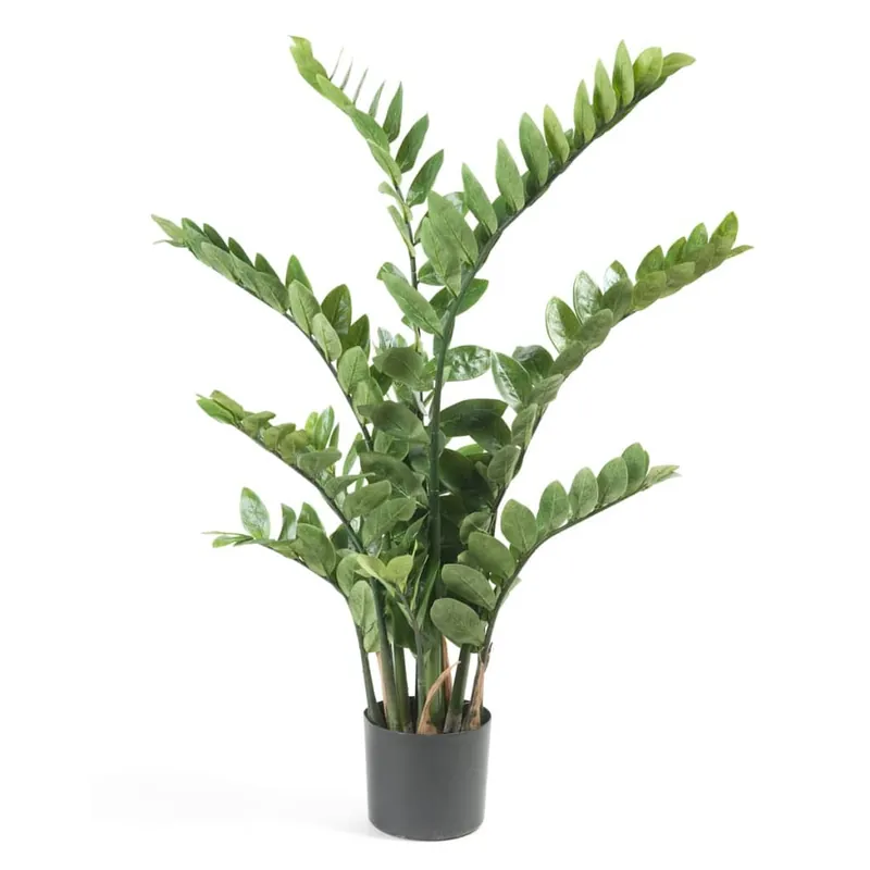 Planta Zamioculca Decoplanta